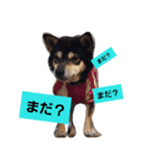 黒柴こんぶ（個別スタンプ：10）