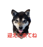 黒柴こんぶ（個別スタンプ：13）