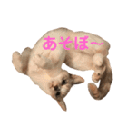 ♡3ニャン姉妹♡（個別スタンプ：9）