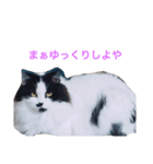 のらくらヒゲ猫（個別スタンプ：5）
