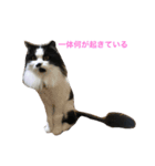 のらくらヒゲ猫（個別スタンプ：6）
