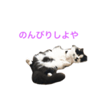 のらくらヒゲ猫（個別スタンプ：7）