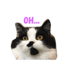 のらくらヒゲ猫（個別スタンプ：8）