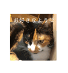 あんじーと14にゃんず #19（個別スタンプ：2）
