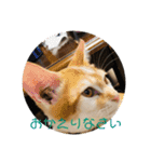 あんじーと14にゃんず #19（個別スタンプ：3）