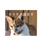 あんじーと14にゃんず #19（個別スタンプ：6）