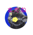 あんじーと14にゃんず #19（個別スタンプ：16）