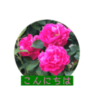 薔薇で挨拶 敬語スタンプ（個別スタンプ：1）
