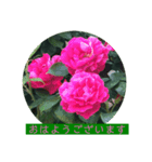 薔薇で挨拶 敬語スタンプ（個別スタンプ：2）