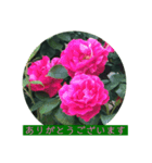 薔薇で挨拶 敬語スタンプ（個別スタンプ：3）