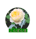 薔薇で挨拶 敬語スタンプ（個別スタンプ：4）