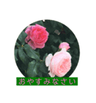 薔薇で挨拶 敬語スタンプ（個別スタンプ：5）