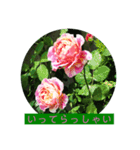 薔薇で挨拶 敬語スタンプ（個別スタンプ：7）