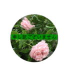 薔薇で挨拶 敬語スタンプ（個別スタンプ：11）