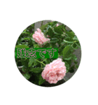 薔薇で挨拶 敬語スタンプ（個別スタンプ：12）