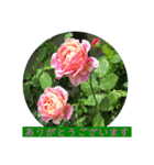 薔薇で挨拶 敬語スタンプ（個別スタンプ：13）
