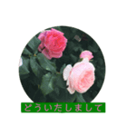 薔薇で挨拶 敬語スタンプ（個別スタンプ：14）