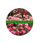 薔薇で挨拶 敬語スタンプ（個別スタンプ：15）