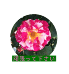 薔薇で挨拶 敬語スタンプ（個別スタンプ：16）