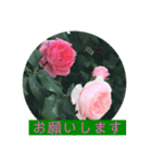 薔薇で挨拶 敬語スタンプ（個別スタンプ：18）