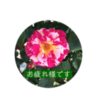 薔薇で挨拶 敬語スタンプ（個別スタンプ：20）