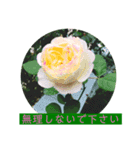 薔薇で挨拶 敬語スタンプ（個別スタンプ：22）