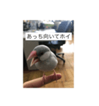 シルバー文鳥写真集（個別スタンプ：1）