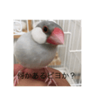 シルバー文鳥写真集（個別スタンプ：2）