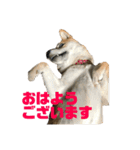 柴犬 福ちゃん（個別スタンプ：1）