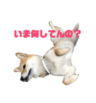 柴犬 福ちゃん（個別スタンプ：2）