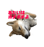柴犬 福ちゃん（個別スタンプ：3）