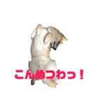 柴犬 福ちゃん（個別スタンプ：5）