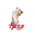 柴犬 福ちゃん（個別スタンプ：6）