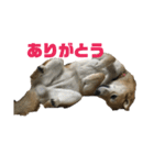 柴犬 福ちゃん（個別スタンプ：7）