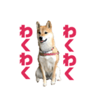 柴犬 福ちゃん（個別スタンプ：9）
