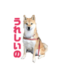 柴犬 福ちゃん（個別スタンプ：10）