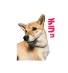 柴犬 福ちゃん（個別スタンプ：11）