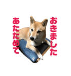 柴犬 福ちゃん（個別スタンプ：13）