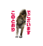柴犬 福ちゃん（個別スタンプ：14）