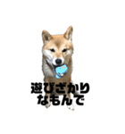 柴犬 福ちゃん（個別スタンプ：17）