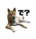 柴犬 福ちゃん（個別スタンプ：18）