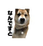 柴犬 福ちゃん（個別スタンプ：19）