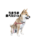 柴犬 福ちゃん（個別スタンプ：21）