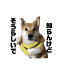 柴犬 福ちゃん（個別スタンプ：22）
