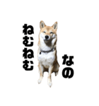 柴犬 福ちゃん（個別スタンプ：23）