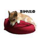 柴犬 福ちゃん（個別スタンプ：24）