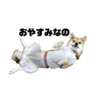 柴犬 福ちゃん（個別スタンプ：26）