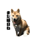 柴犬 福ちゃん（個別スタンプ：27）