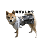 柴犬 福ちゃん（個別スタンプ：28）