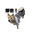 柴犬 福ちゃん（個別スタンプ：30）